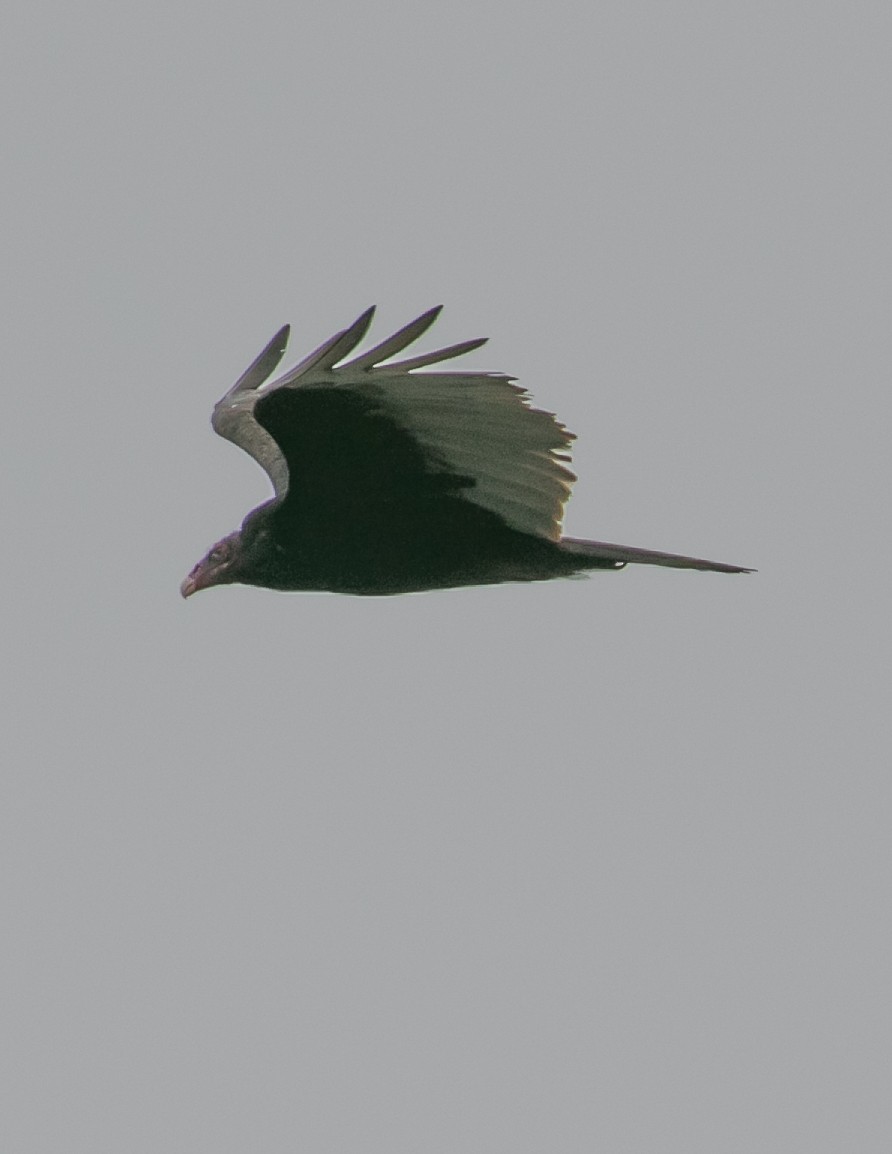 Turkey Vulture - Chris Tosdevin