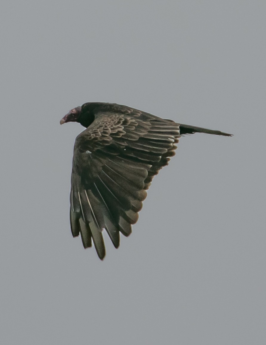 Turkey Vulture - Chris Tosdevin