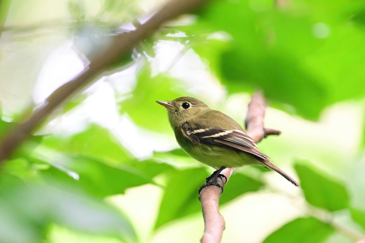 Yellow-bellied Flycatcher - ML619640274