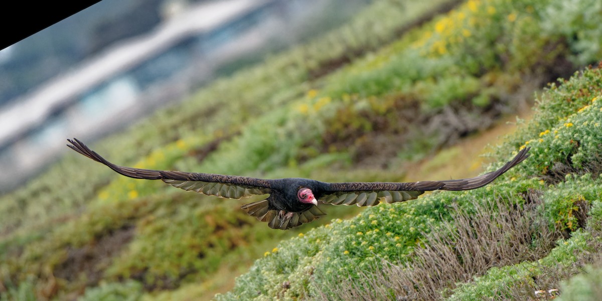 Turkey Vulture - Zhennong Li