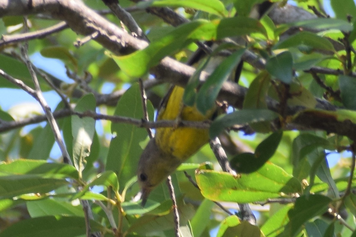 Magnolia Warbler - Jackson Bridgeforth