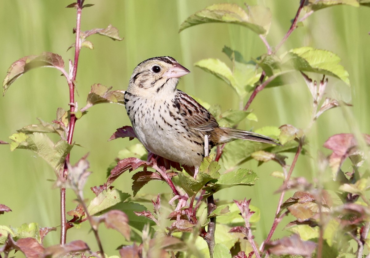 Henslow's Sparrow - Michael Pogue