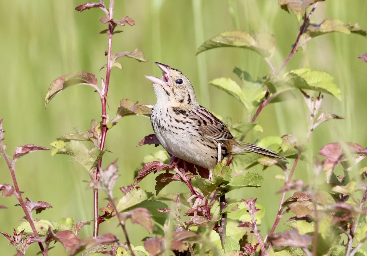 Henslow's Sparrow - Michael Pogue