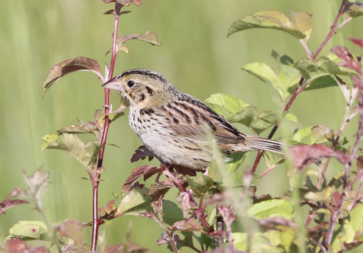 Henslow's Sparrow - Michael Pogue