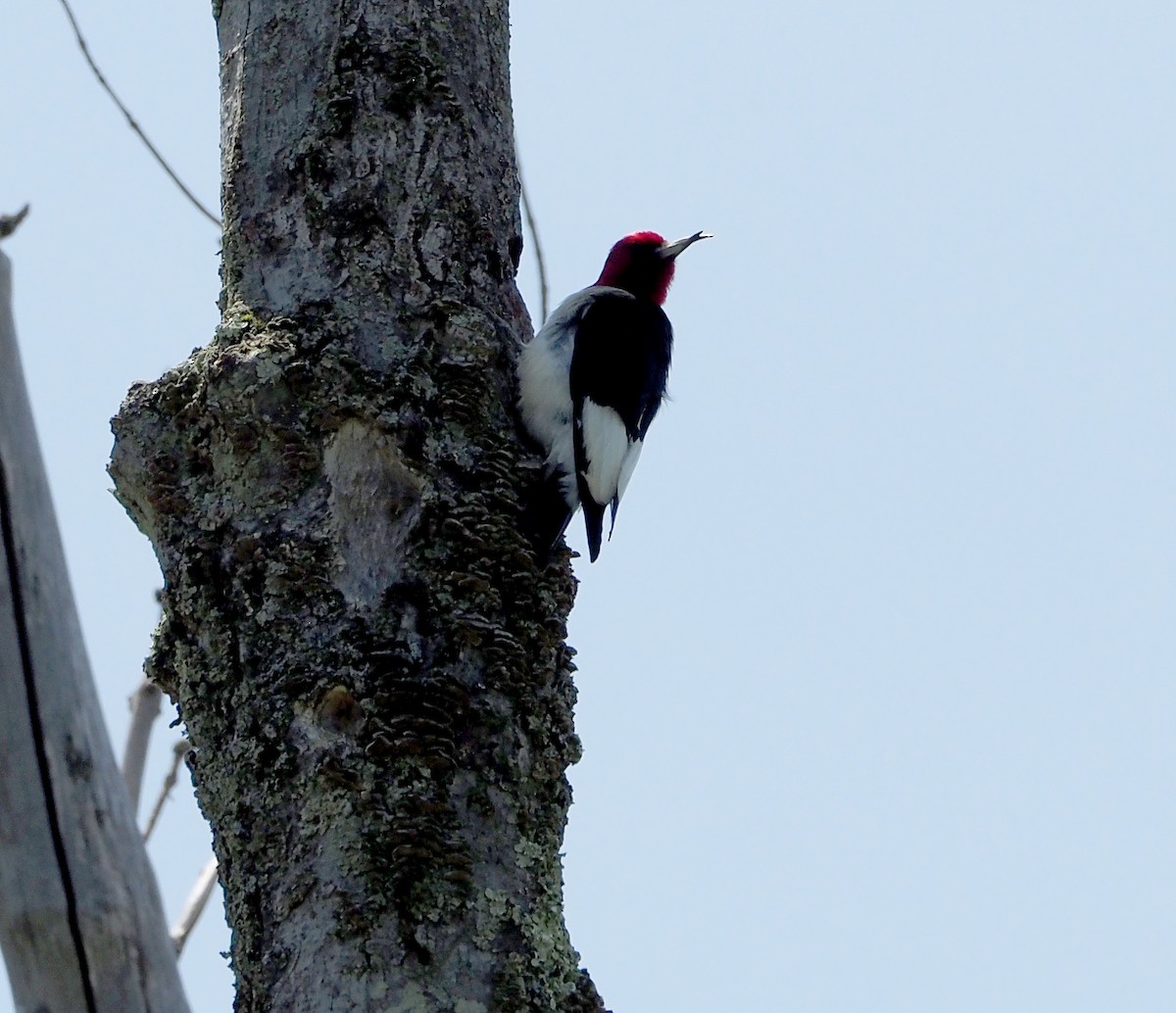 Red-headed Woodpecker - ML619640287