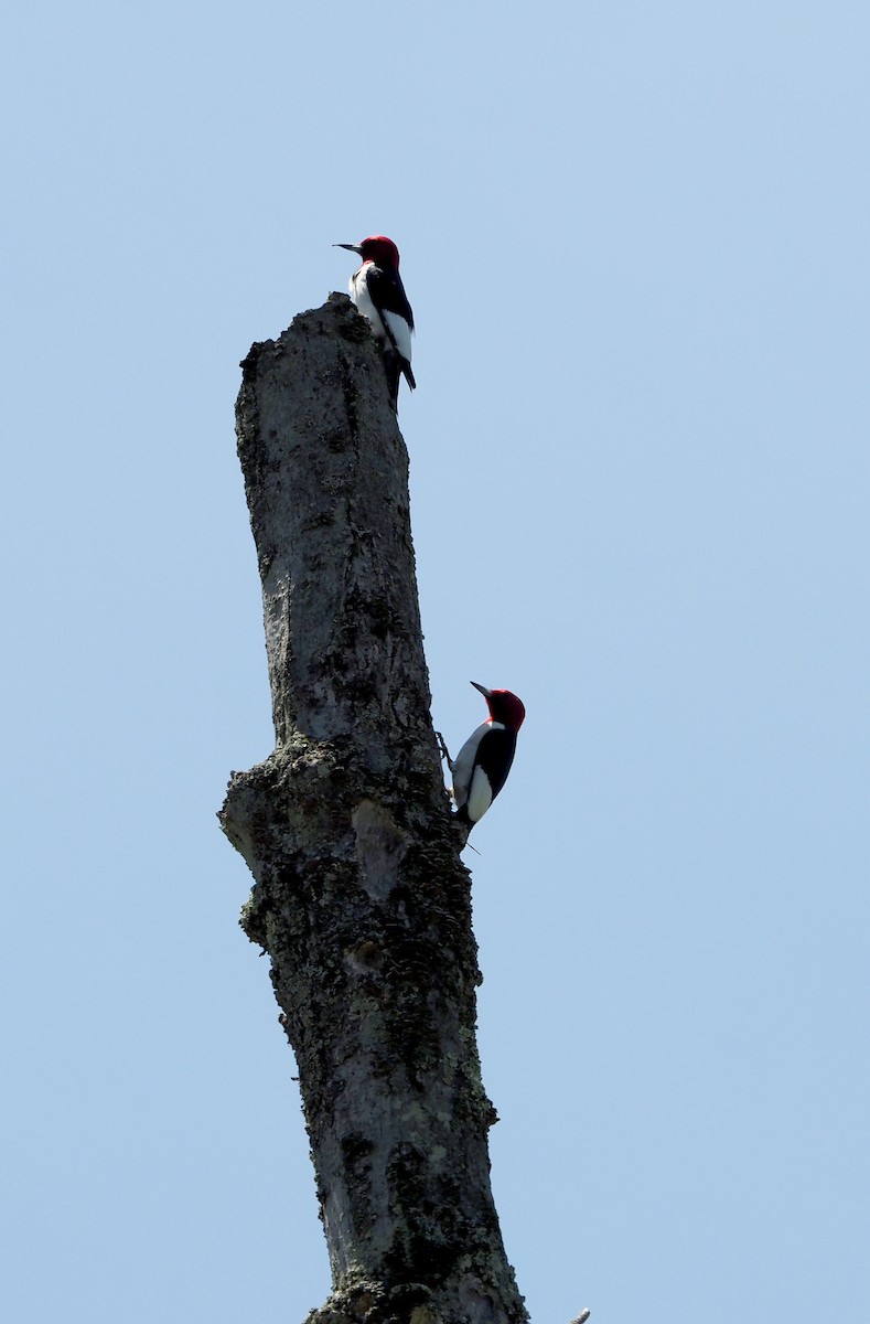 Red-headed Woodpecker - ML619640288