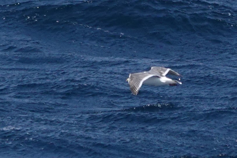 Herring Gull (Vega) - Terry Doyle