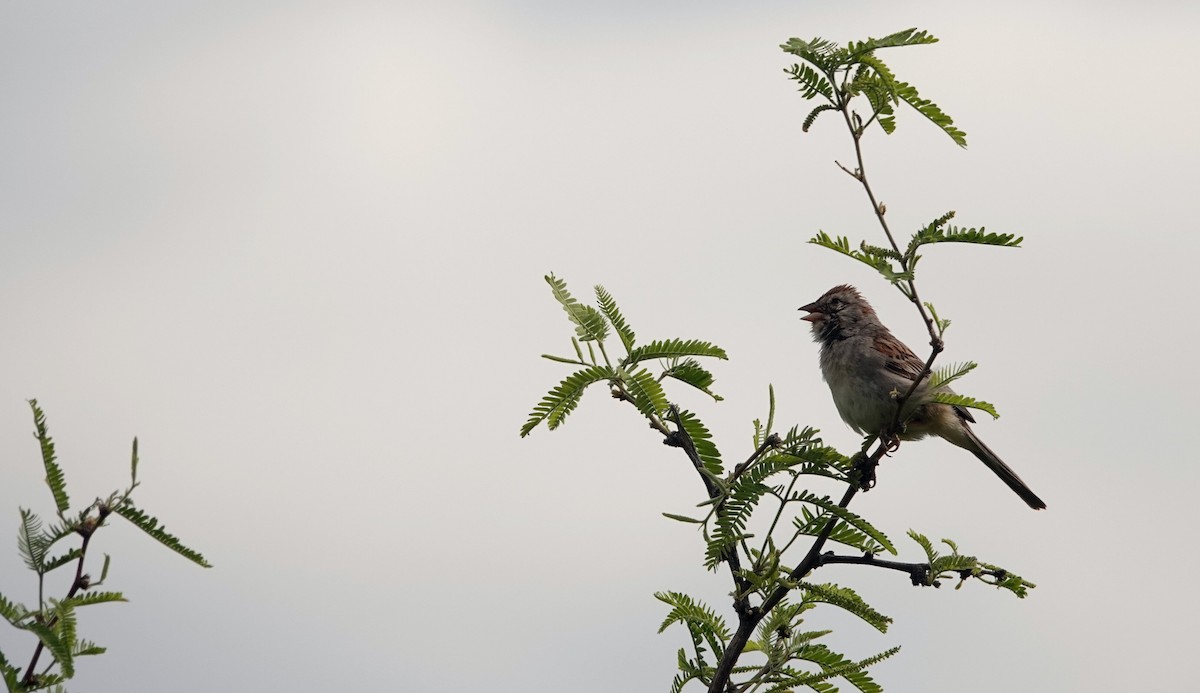 Rufous-winged Sparrow - leo wexler-mann