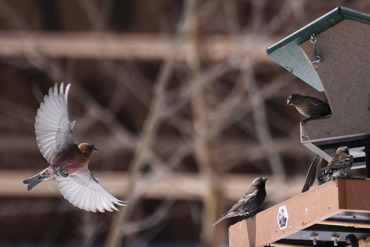 Brown-capped Rosy-Finch - Bruce Mast