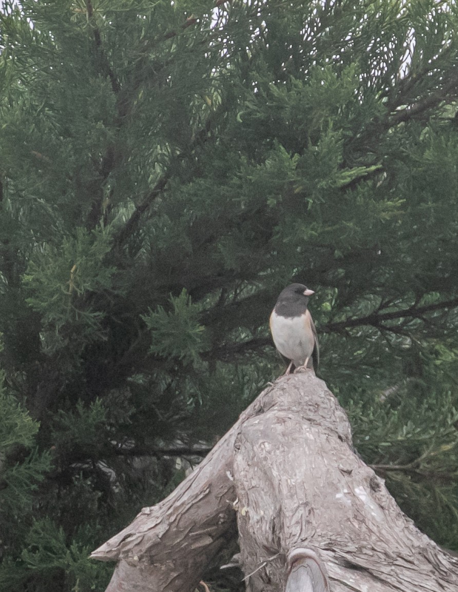 Dark-eyed Junco - Chris Tosdevin