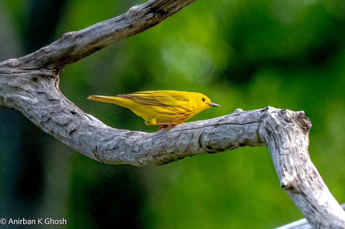 Yellow Warbler - Anirban K Ghosh
