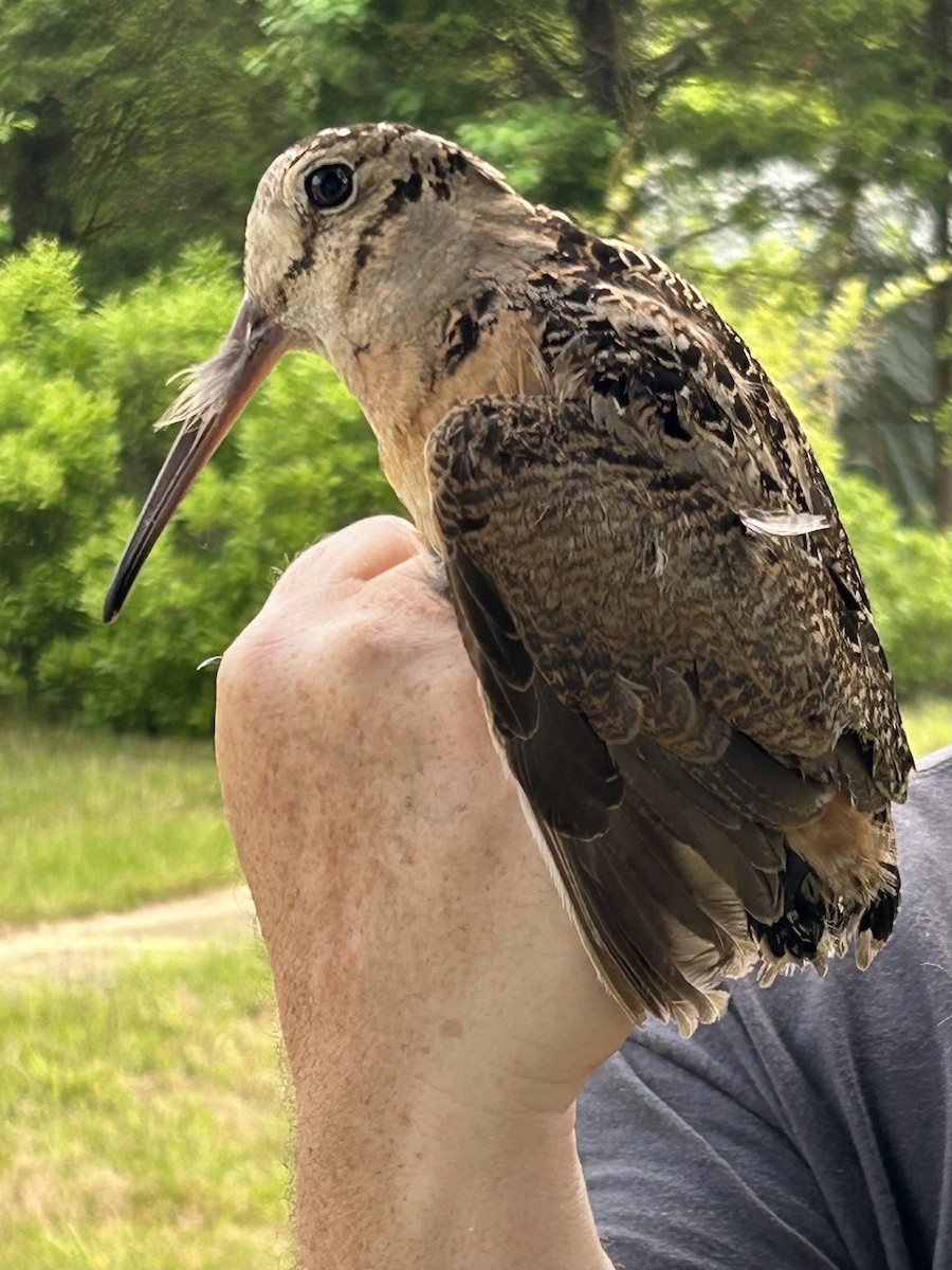 American Woodcock - ML619640308