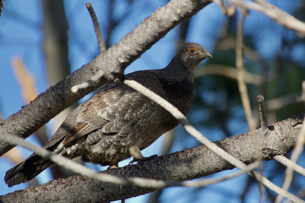 Sooty Grouse - Craig Robson