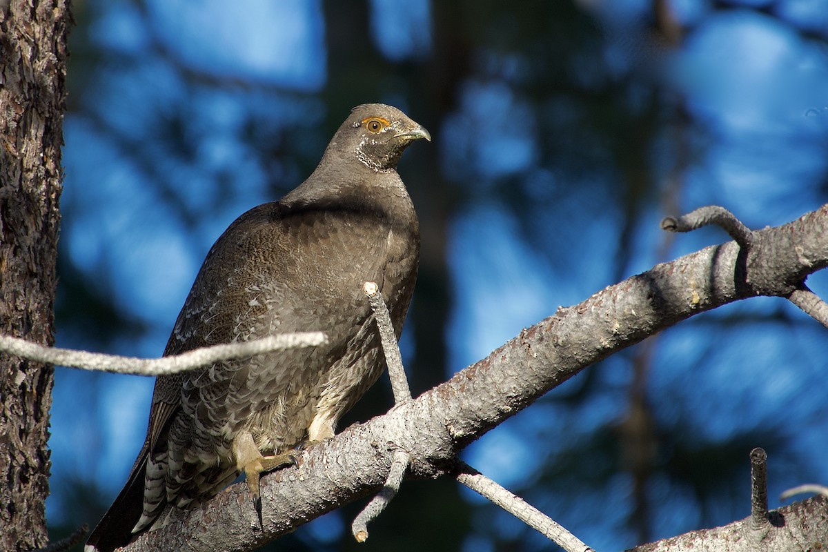 Sooty Grouse - ML619640310