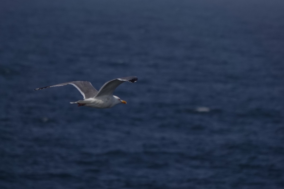 Herring Gull (Vega) - Terry Doyle