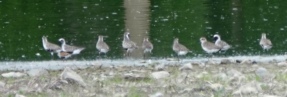 Dunlin - ML619640320