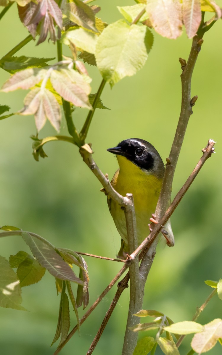 Common Yellowthroat - ML619640331