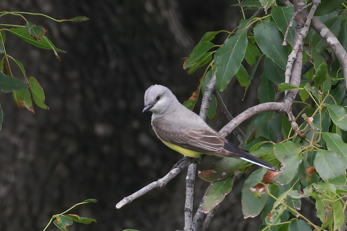 Western Kingbird - Becca Cockrum