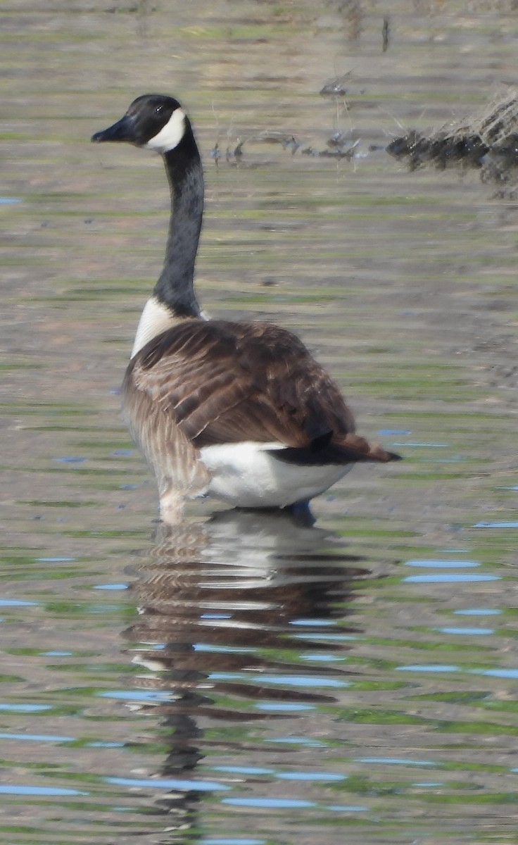 Canada Goose - Mark Romero