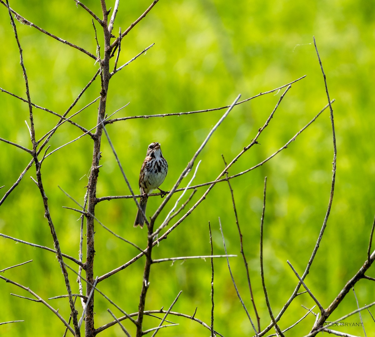 Song Sparrow - Alex Bryant