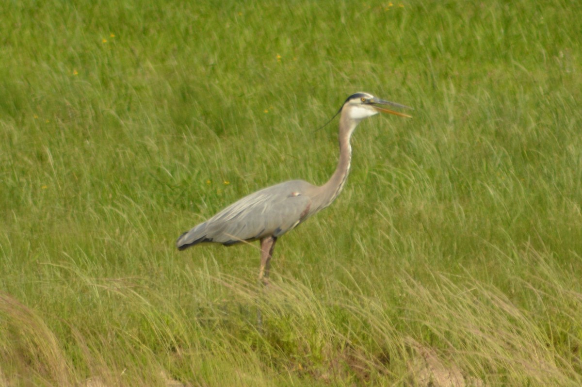 Great Blue Heron - ML619640350