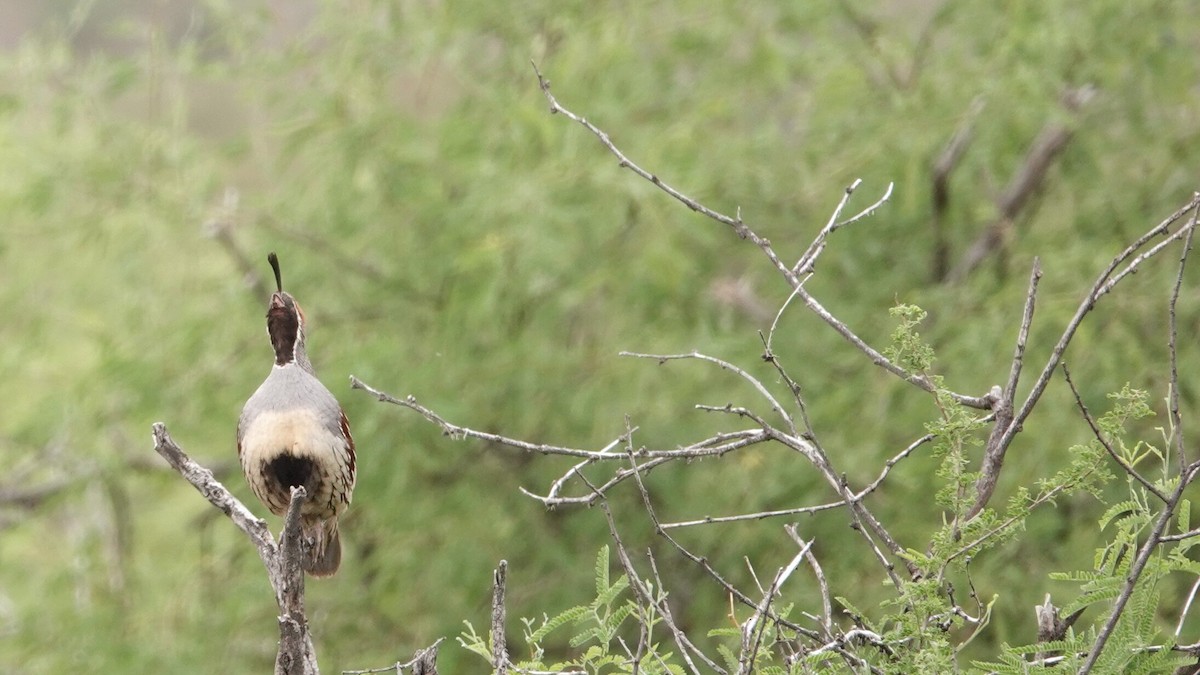 Gambel's Quail - leo wexler-mann