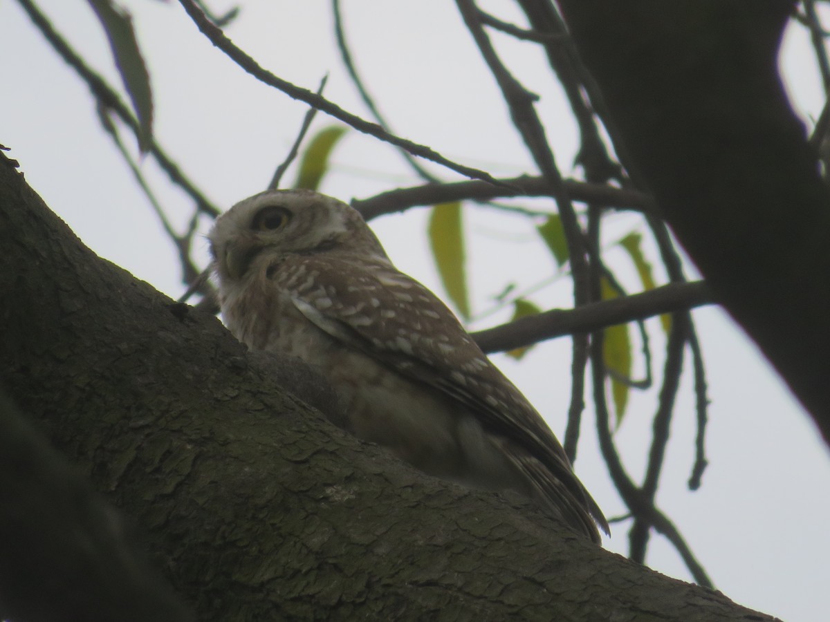 Spotted Owlet - Alexis Lamek