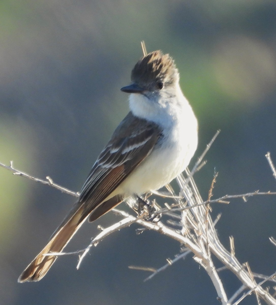 Ash-throated Flycatcher - Mark Romero