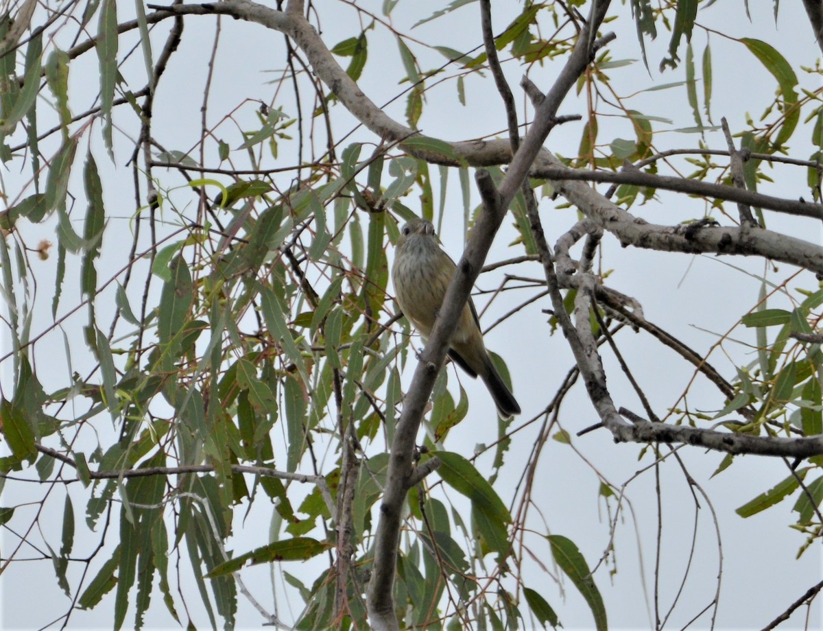 Silvereye - Monica Mesch