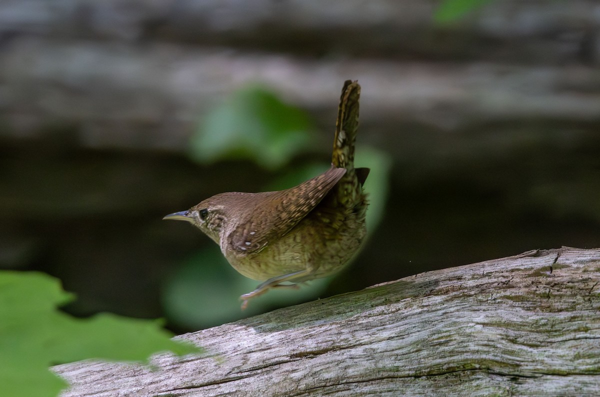 House Wren - Colleen Robinson