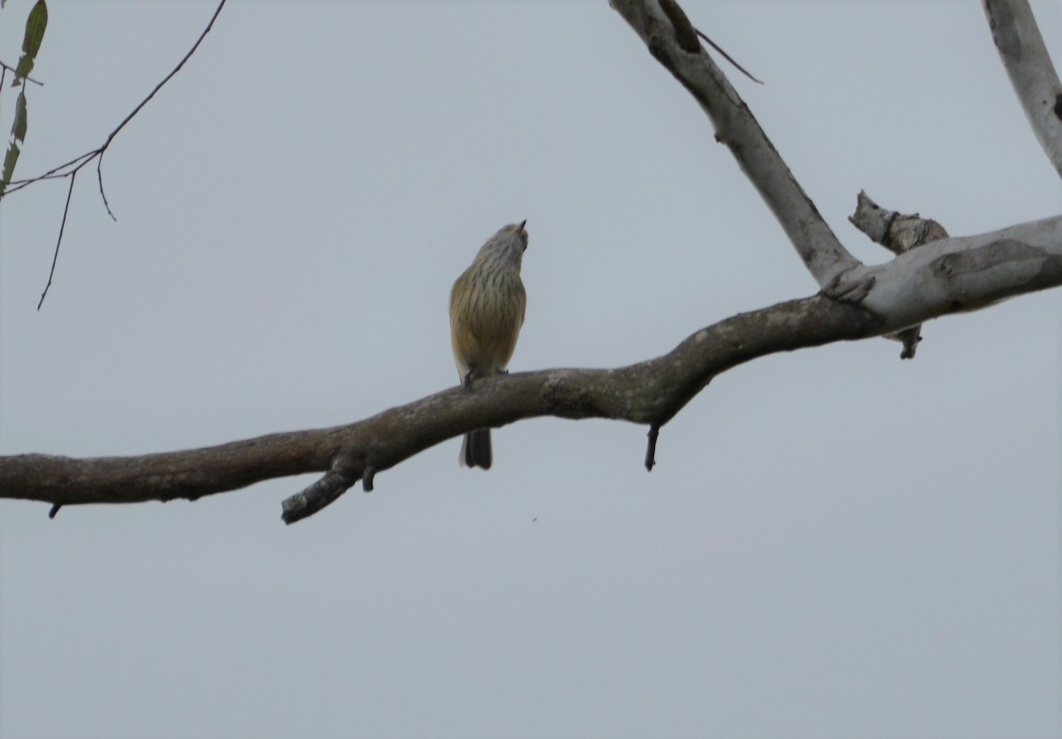 Silvereye - Monica Mesch