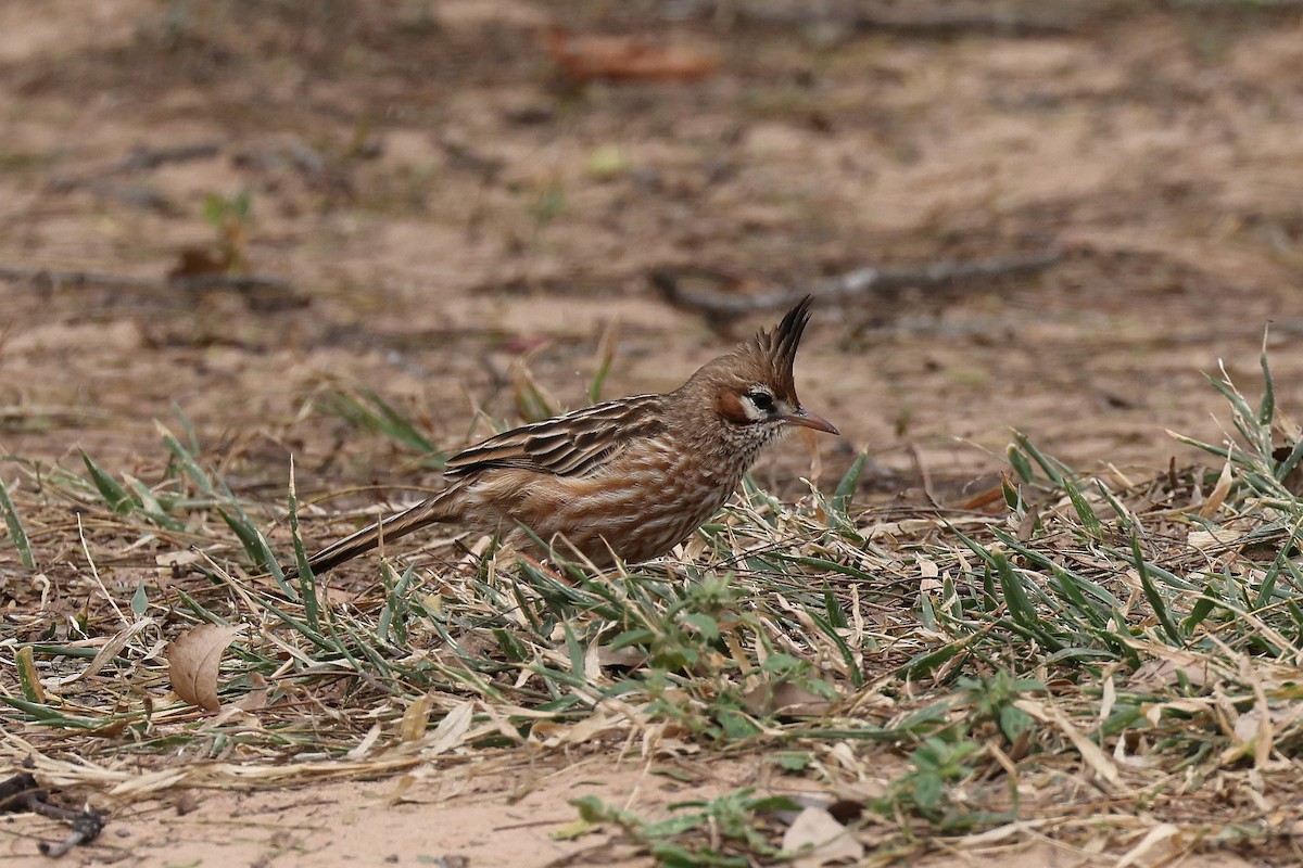 Lark-like Brushrunner - Hubert Stelmach