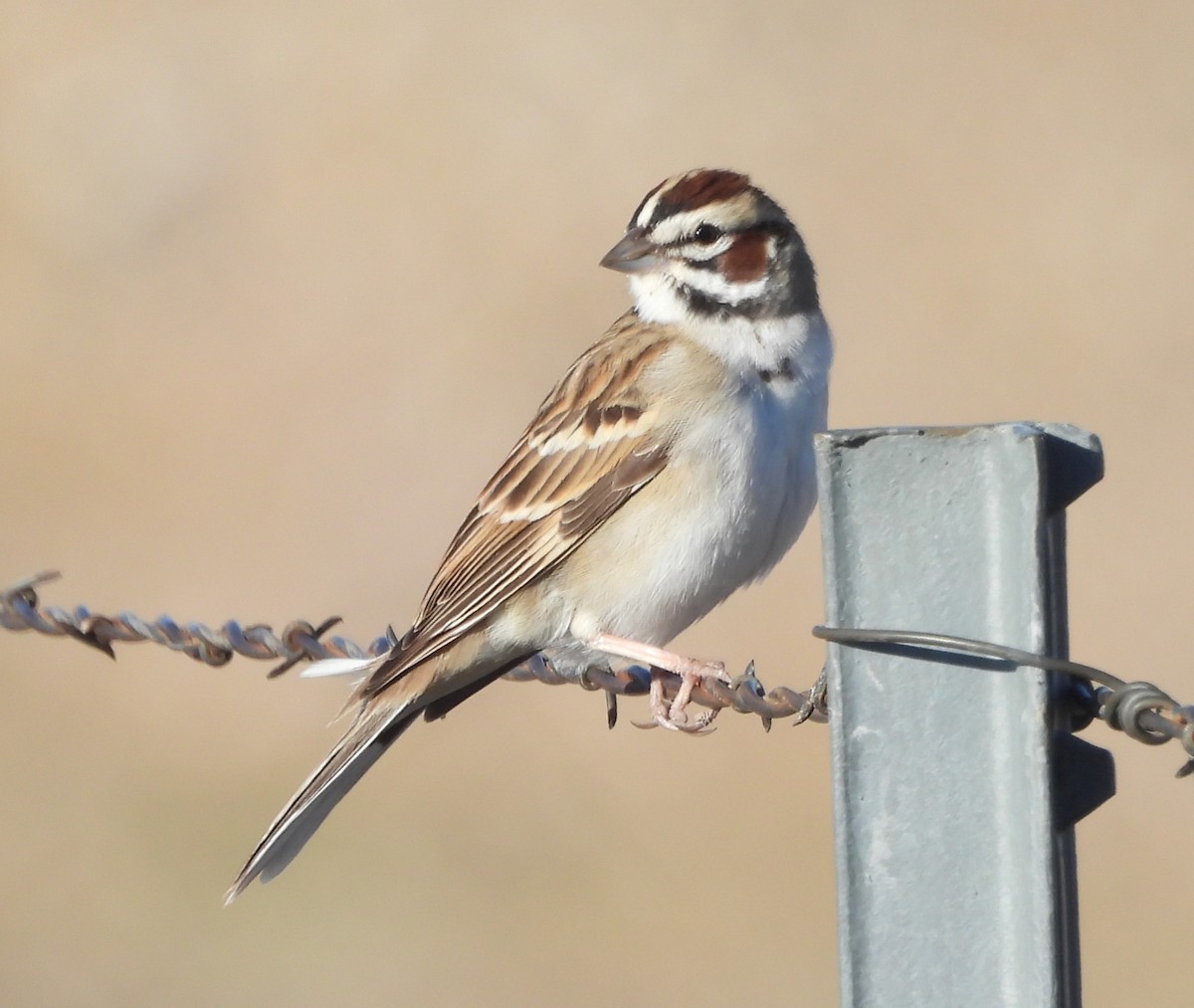 Lark Sparrow - ML619640386