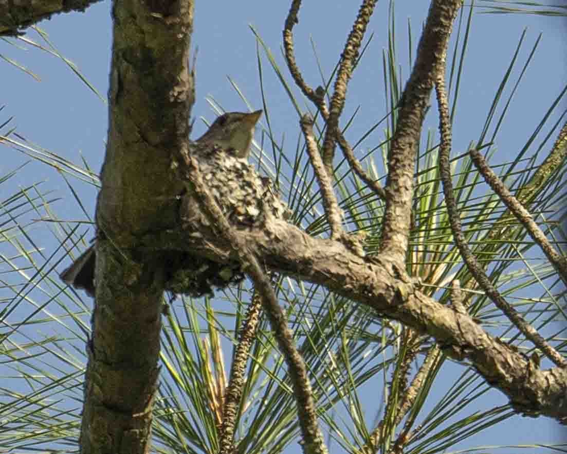 Blue-gray Gnatcatcher - ML619640387