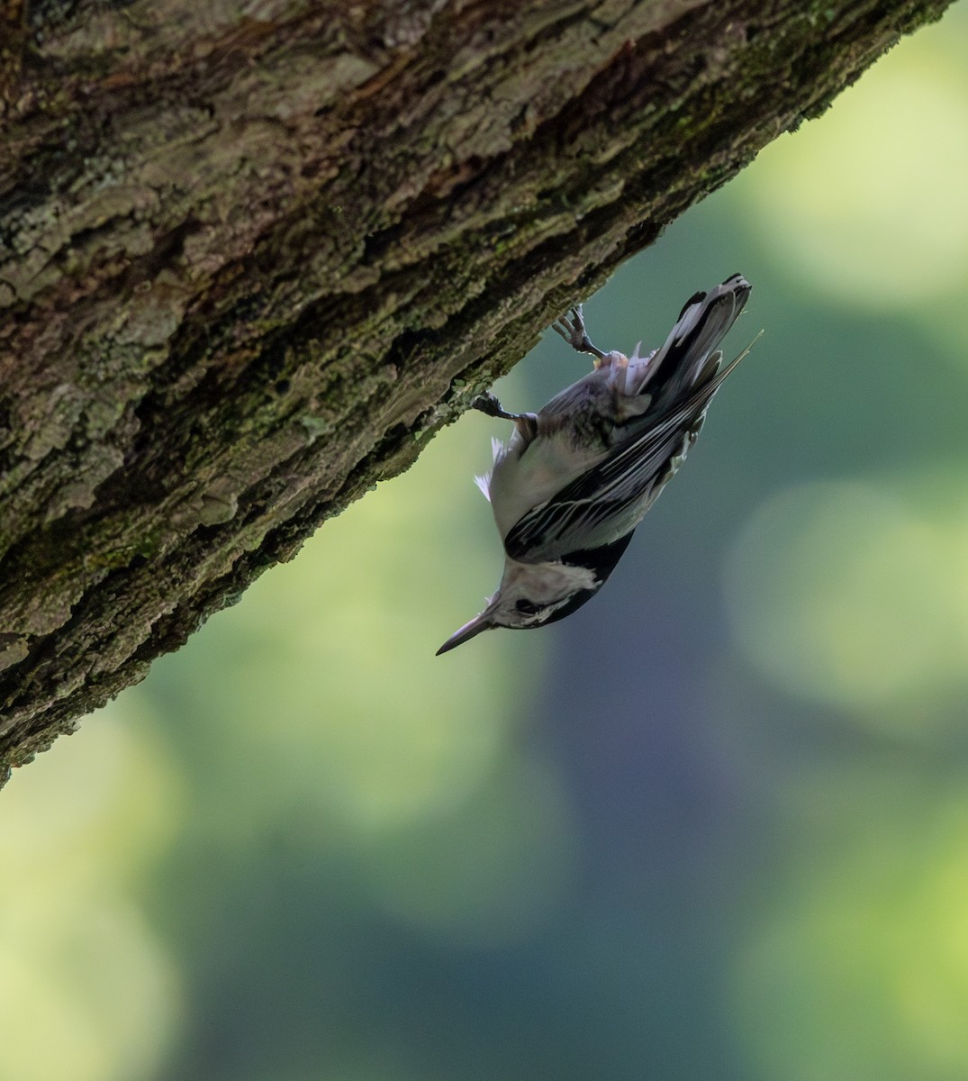 White-breasted Nuthatch - ML619640388