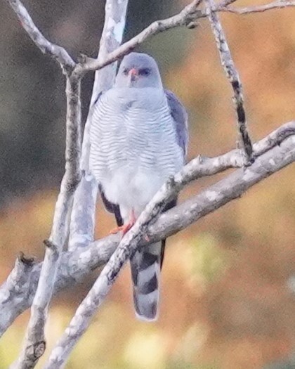 Eastern Chanting-Goshawk - Brian Rapoza