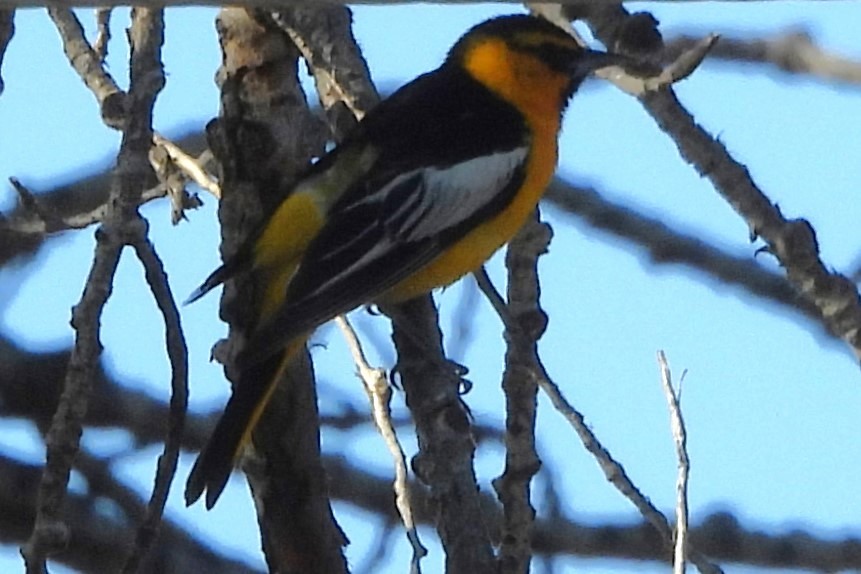 Bullock's Oriole - Mark Romero