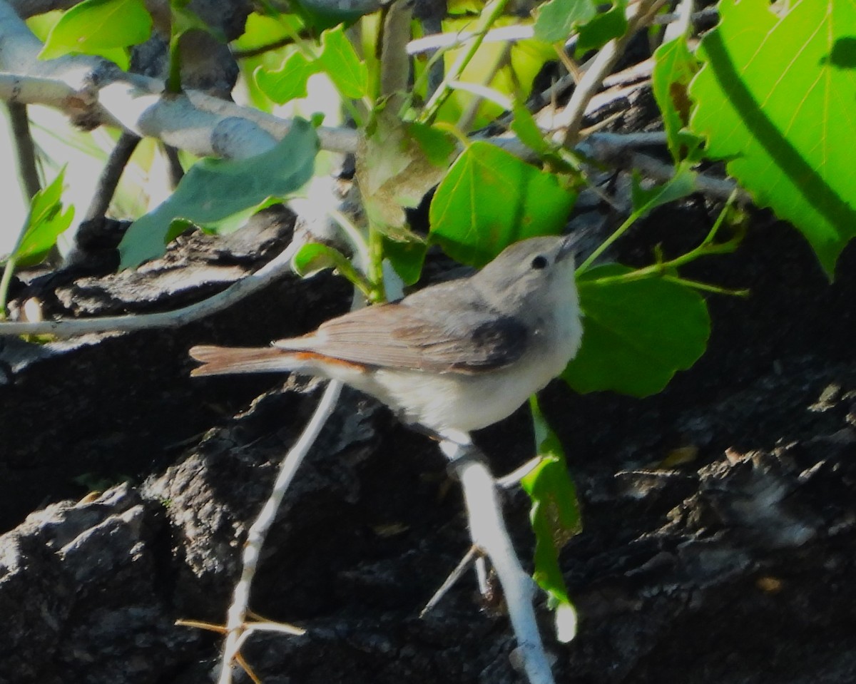 Lucy's Warbler - Mark Romero