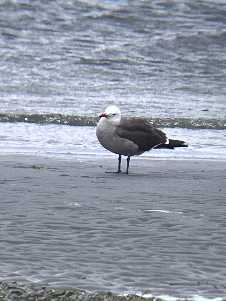 Heermann's Gull - Jonathan Sedano