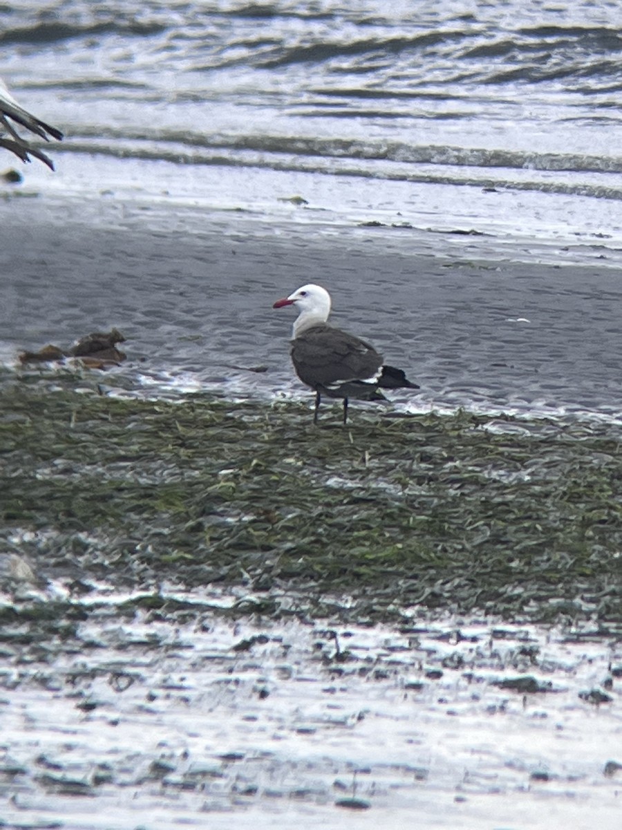 Heermann's Gull - Jonathan Sedano