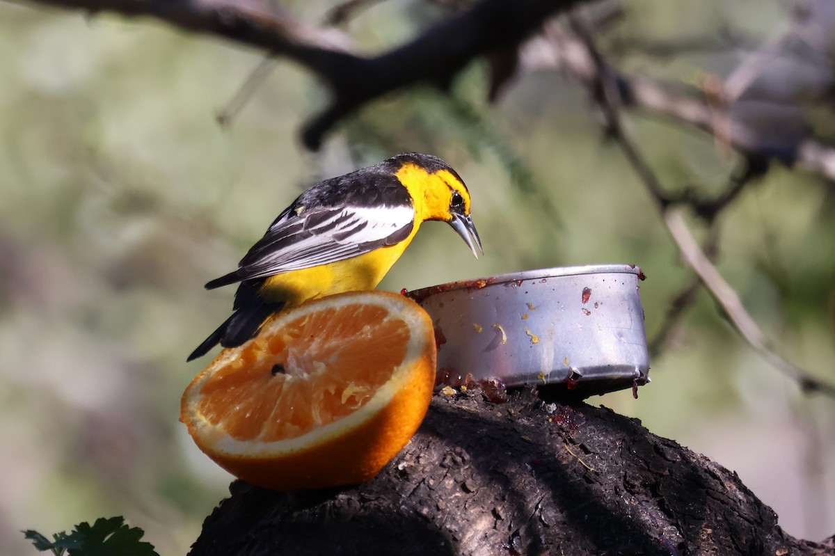 Bullock's Oriole - Tricia Vesely