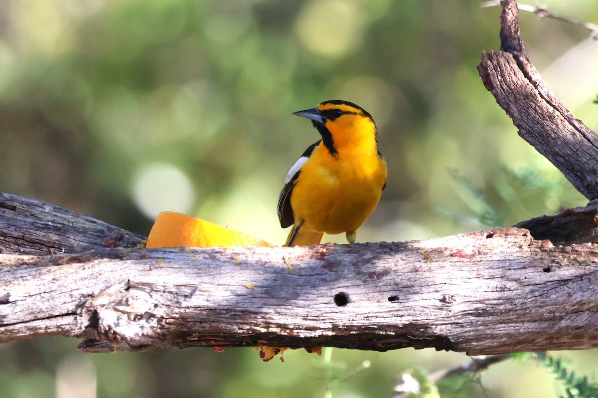 Bullock's Oriole - Tricia Vesely