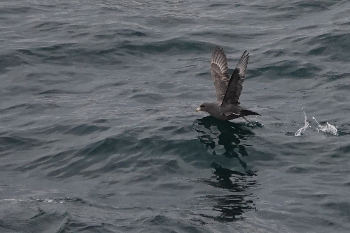 Northern Fulmar - Terry Doyle