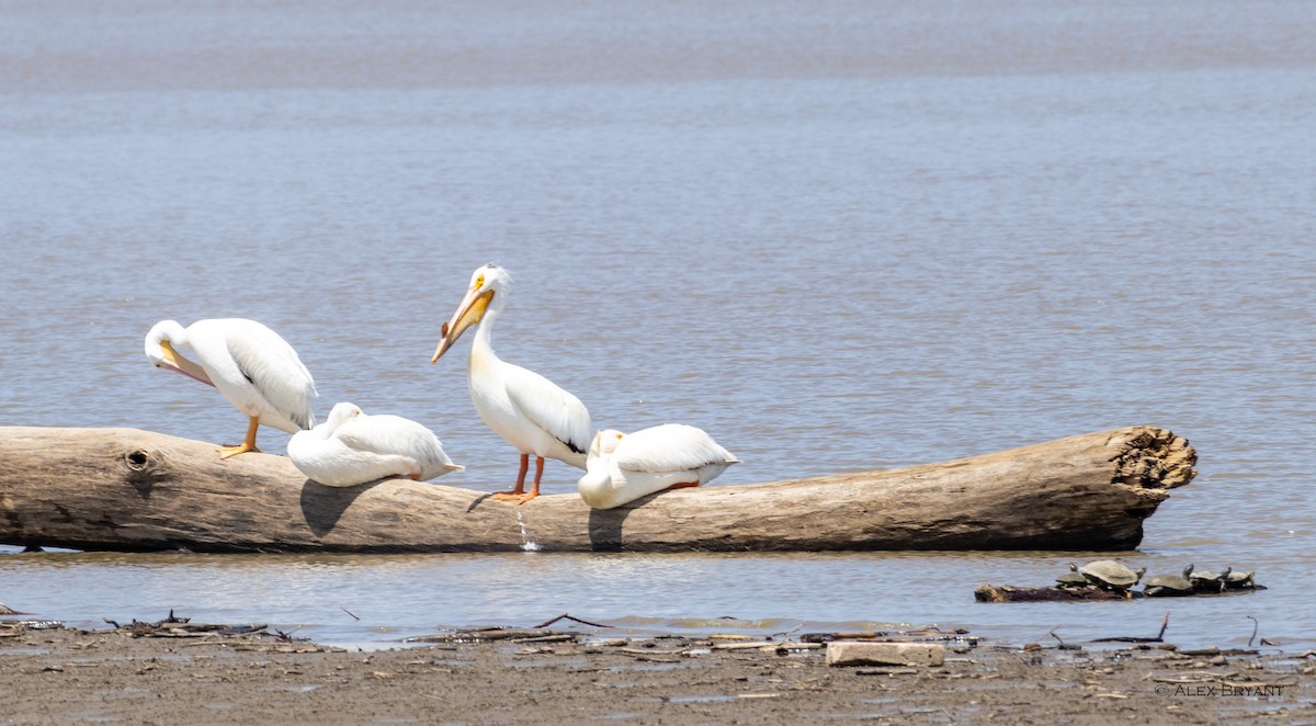 American White Pelican - Alex Bryant