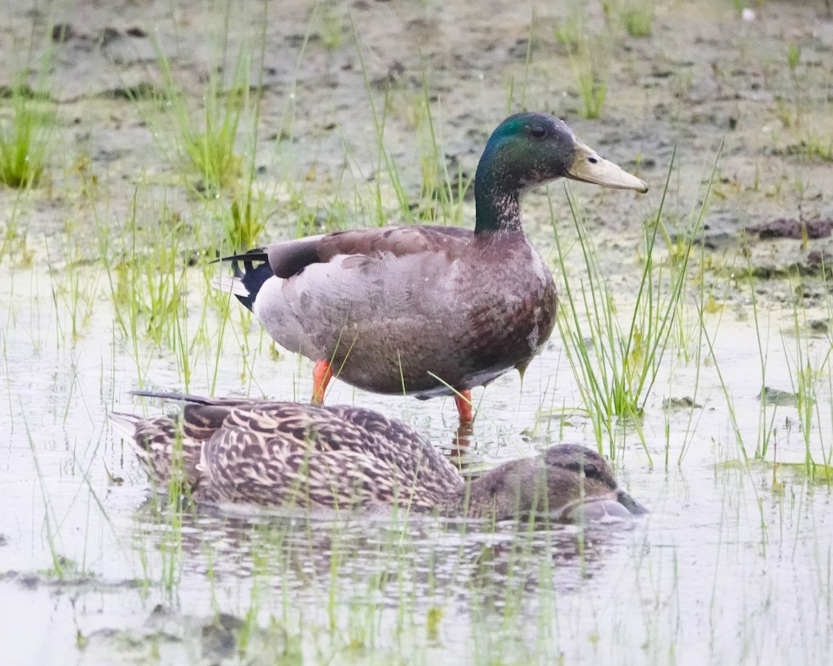 Mallard - Steve Mayo