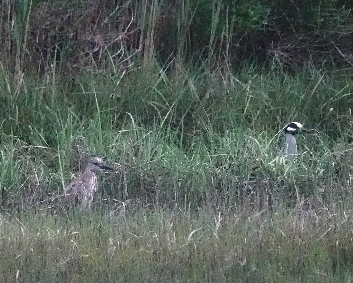 Yellow-crowned Night Heron - Steve Mayo