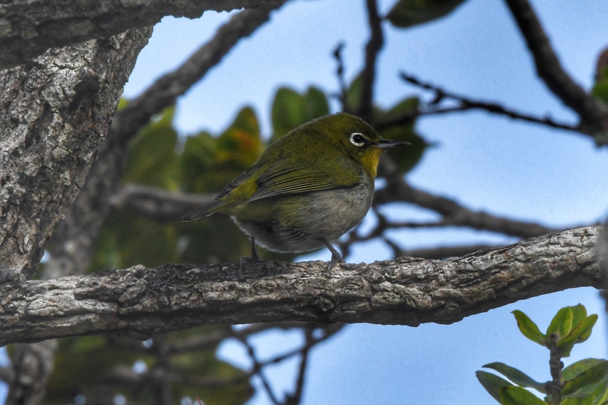 Warbling White-eye - ML619640477