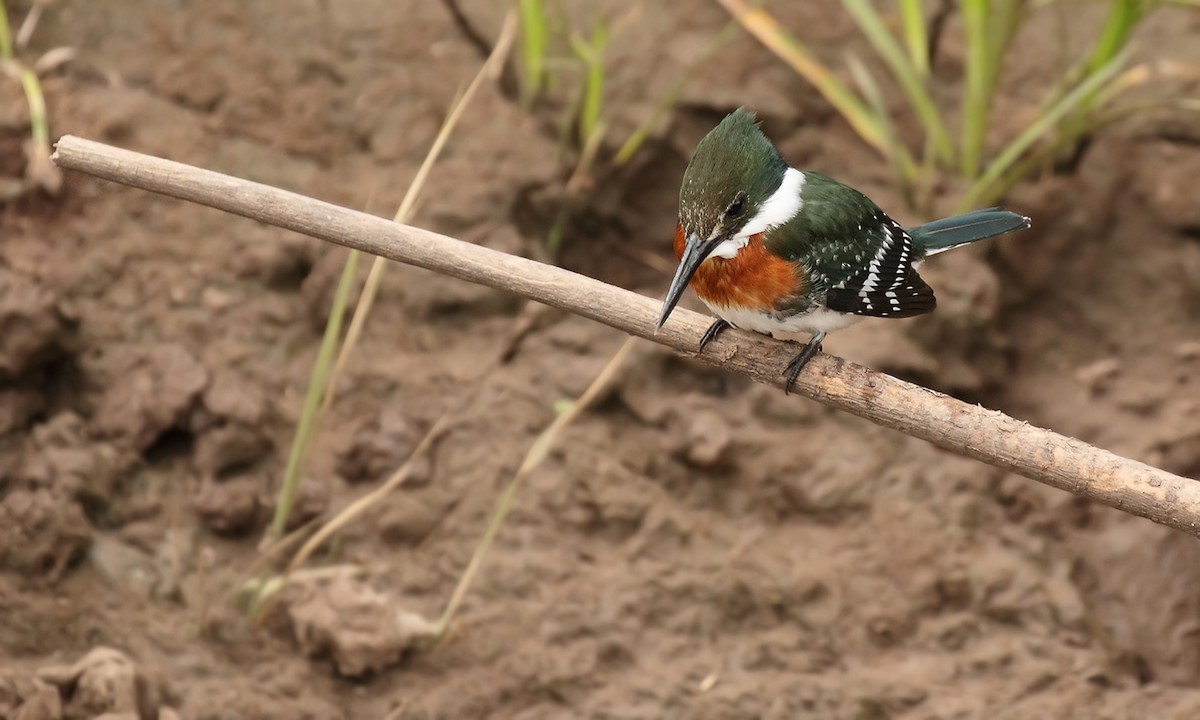 Green Kingfisher - Adrián Braidotti