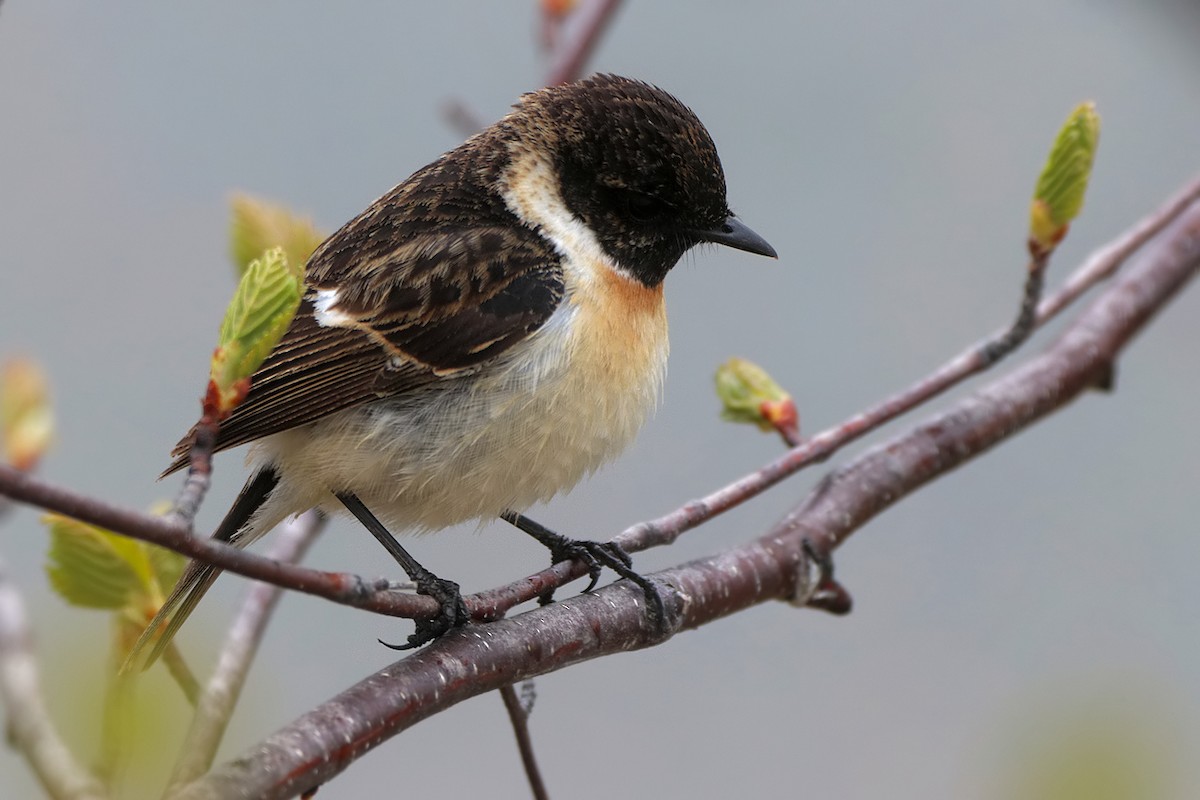 Amur Stonechat - ML619640487