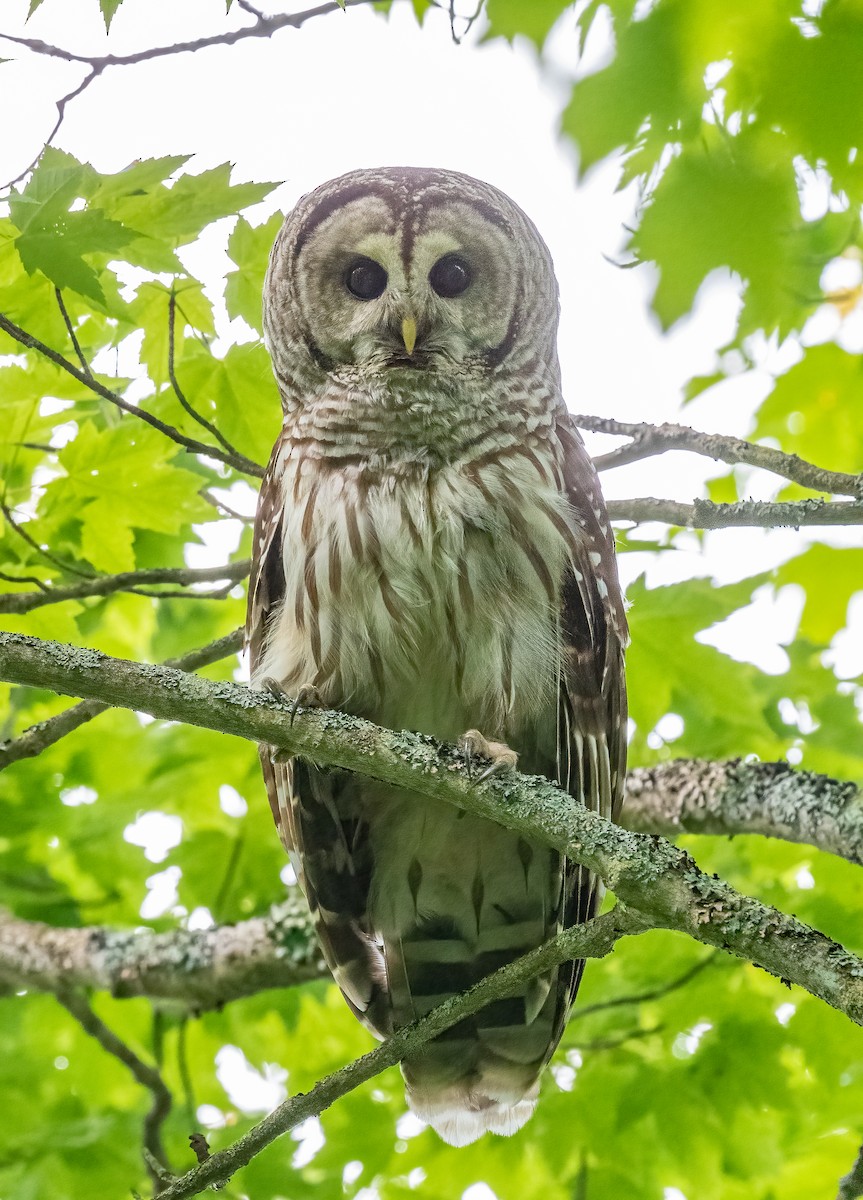 Barred Owl - Sandy Podulka